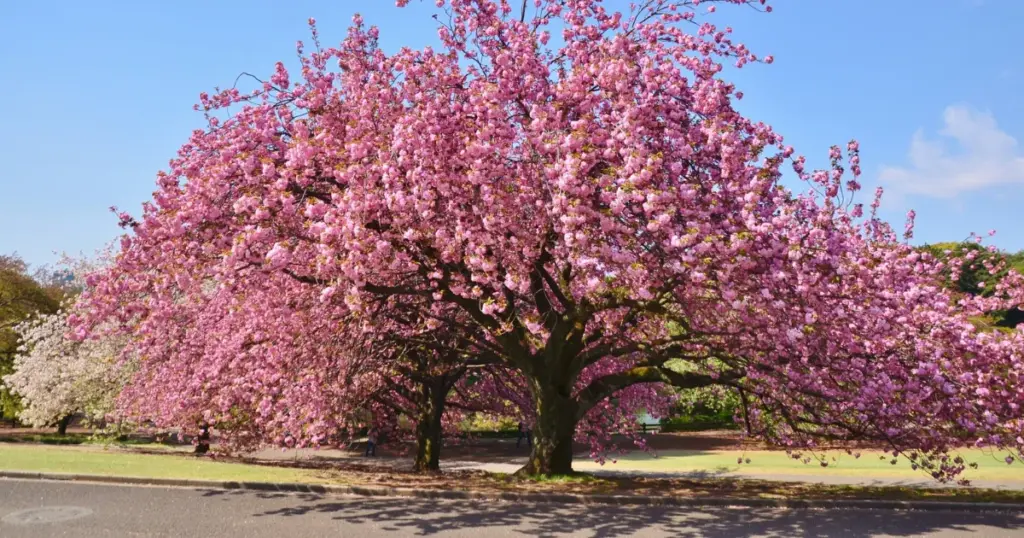 Cherry Blossoms in Spring