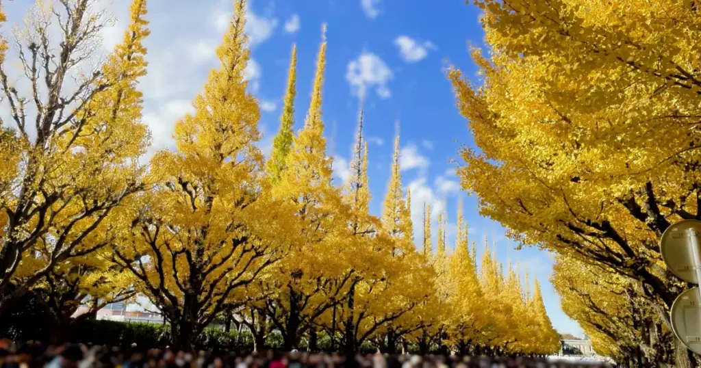 Ginkgo Trees & Visual Design