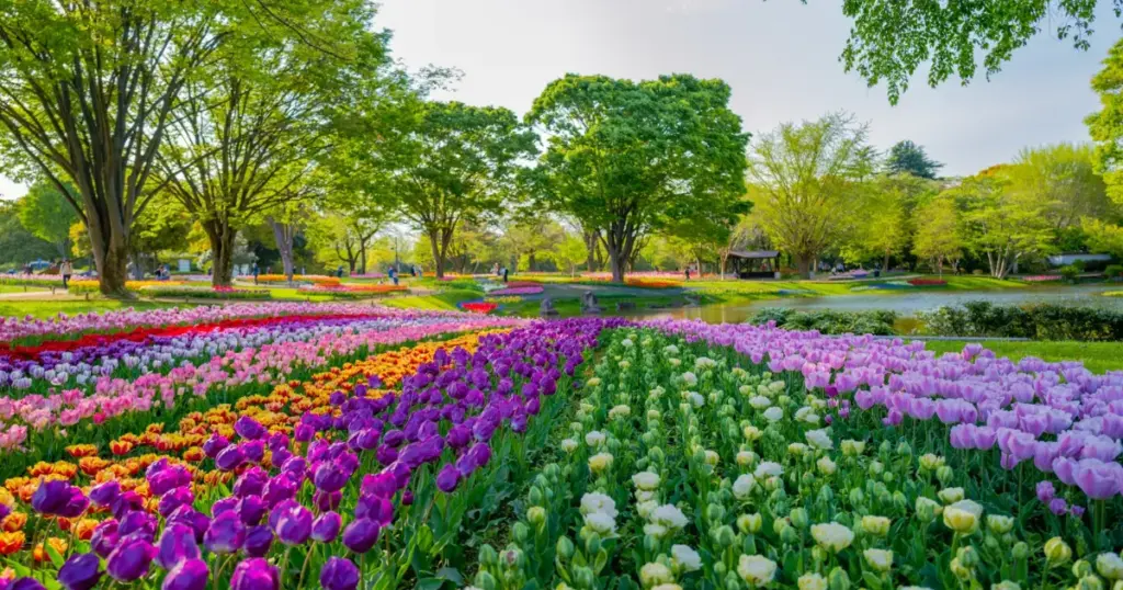 Cherry Blossoms and Tulips