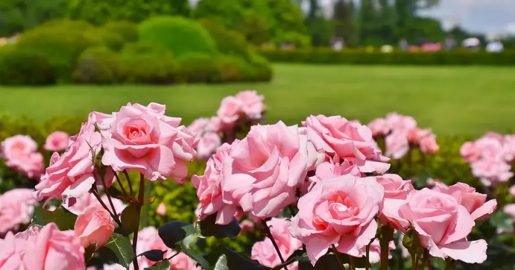 Roses in Summer