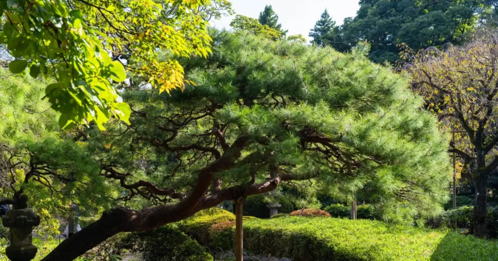 Final Thoughts on Shinjuku Gyoen