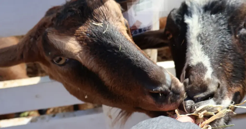 Narita Dream Dairy Farm