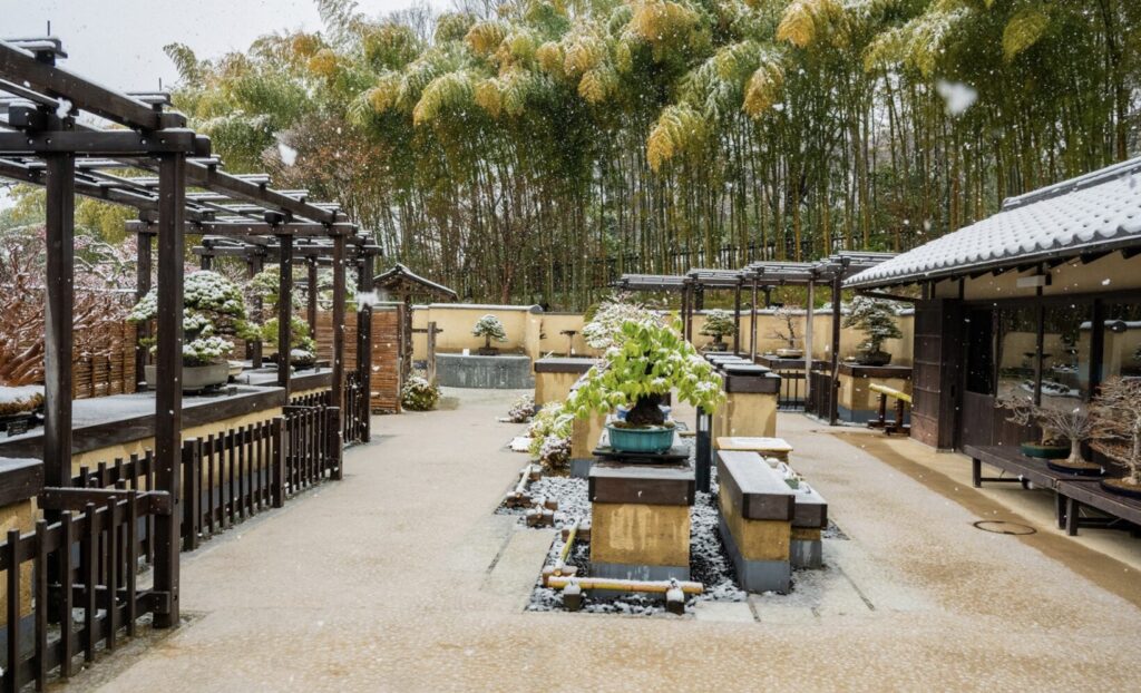 Japanese Garden and Bonsai Museum