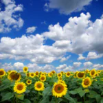 A field of sunflowers under a blue sky with white clouds