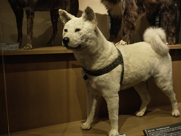 Hachikō’s preserved fur