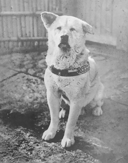 Hachiko Origins