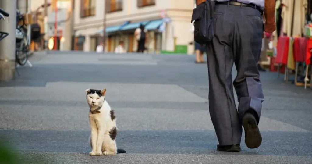 Seven Lucky Cats and Photo Spots