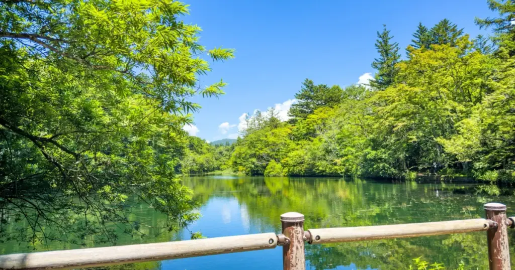 A calm pond reflecting fresh green forest in Karuizawa