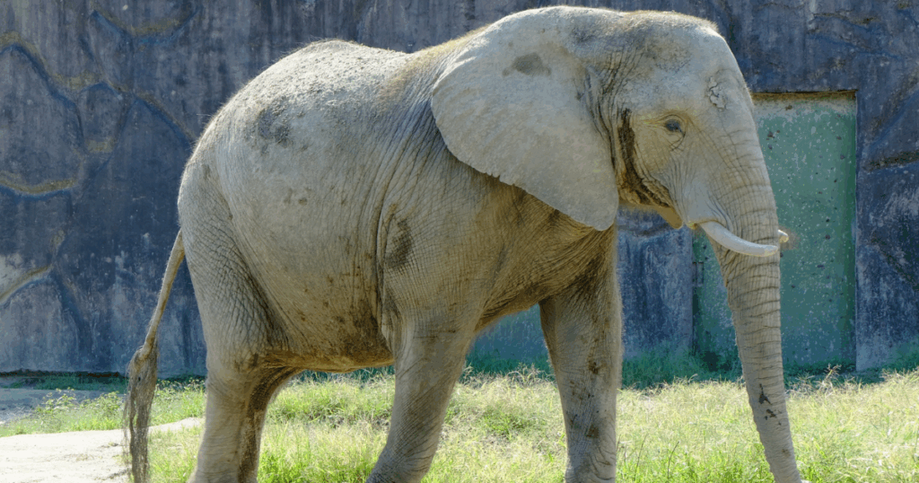 Ueno Zoo History