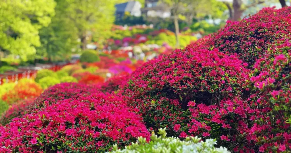 Bunkyo Azalea Festival: 3,000 Blooms in 100 Varieties (April)