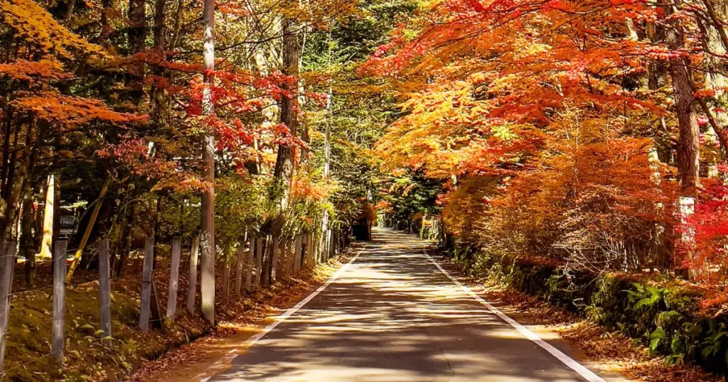 A road through bright red and orange autumn trees in Karuizawa