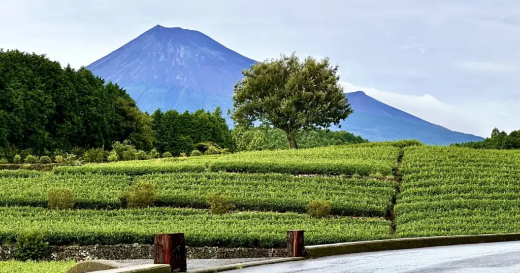 Support for Shizuoka Tea Producers